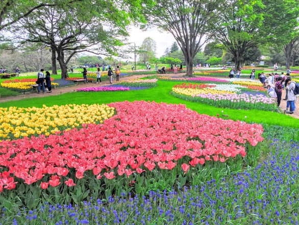 Tháng 5 đến Nhật Bản ngắm hoa nở muôn nơi  - Ảnh 1.
