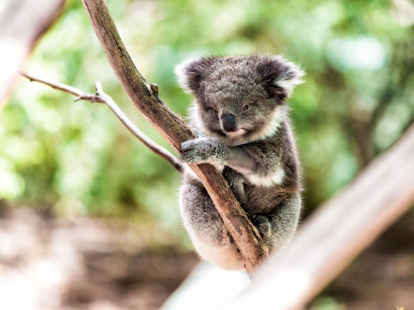 Mất rừng, gấu Koala sát bờ vực tuyệt chủng - Ảnh 1. Mất rừng, gấu Koala sát bờ vực tuyệt chủng - Ảnh 1.