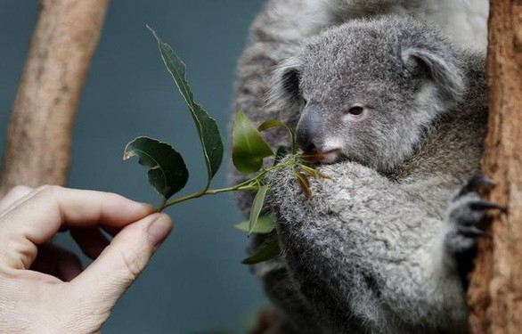 Mất rừng, gấu Koala sát bờ vực tuyệt chủng - Ảnh 3. Mất rừng, gấu Koala sát bờ vực tuyệt chủng - Ảnh 3.