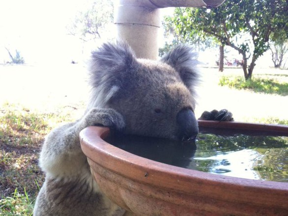 Mất rừng, gấu Koala sát bờ vực tuyệt chủng - Ảnh 2. Mất rừng, gấu Koala sát bờ vực tuyệt chủng - Ảnh 2.