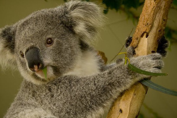 Mất rừng, gấu Koala sát bờ vực tuyệt chủng - Ảnh 4. Mất rừng, gấu Koala sát bờ vực tuyệt chủng - Ảnh 4.