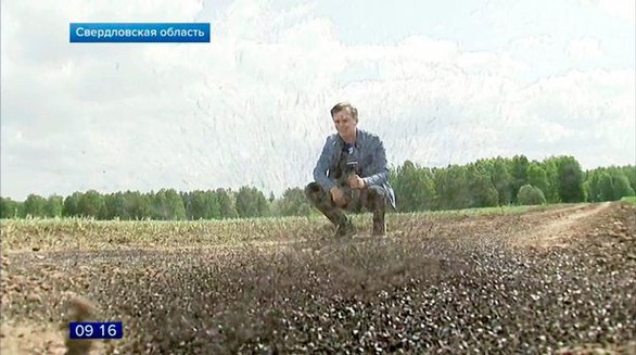 Phóng viên đài truyền hình địa phương trong vòng vây của ruồi - Ảnh: 1tv.ru