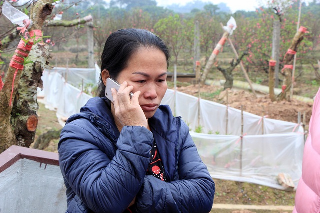 Vụ hàng trăm gốc đào bị chặt phá: Một chủ vườn đào nghi tự tử - 2 Vụ hàng trăm gốc đào bị chặt phá: Một chủ vườn đào nghi tự tử - 2