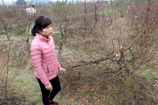 Vụ hàng trăm gốc đào bị chặt phá: Một chủ vườn đào nghi tự tử - 1 Vụ hàng trăm gốc đào bị chặt phá: Một chủ vườn đào nghi tự tử - 1