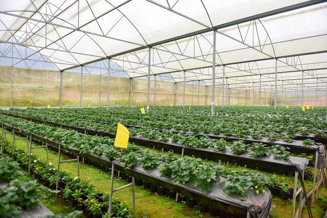 Sống ảo tại vườn dâu tây lớn nhất miền Bắc - 7 Sống ảo tại vườn dâu tây lớn nhất miền Bắc - 7