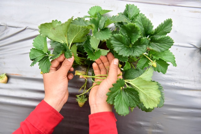 Sống ảo tại vườn dâu tây lớn nhất miền Bắc - 6 Sống ảo tại vườn dâu tây lớn nhất miền Bắc - 6