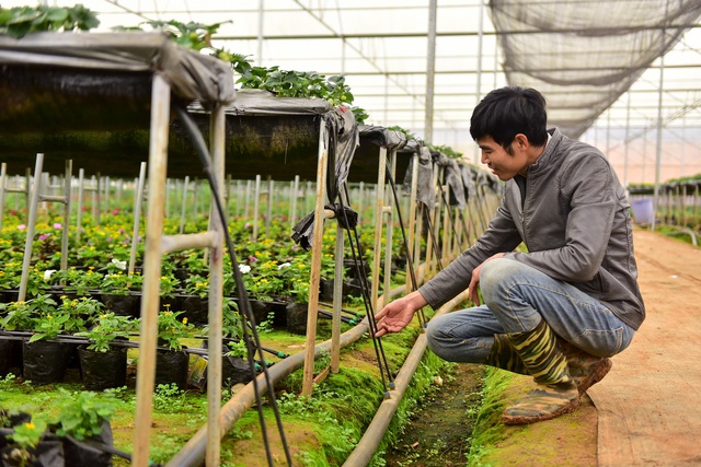 Sống ảo tại vườn dâu tây lớn nhất miền Bắc - 9 Sống ảo tại vườn dâu tây lớn nhất miền Bắc - 9