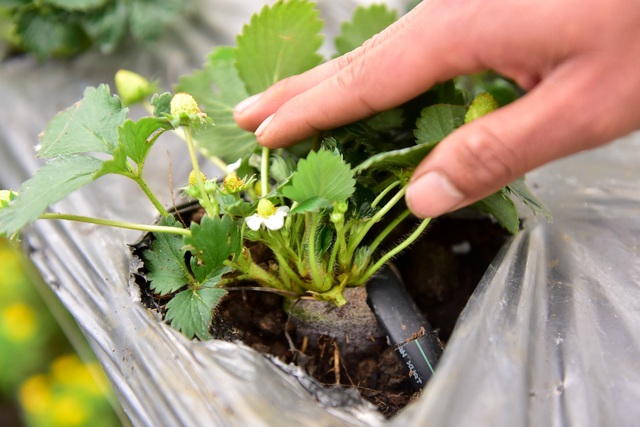 Sống ảo tại vườn dâu tây lớn nhất miền Bắc - 10 Sống ảo tại vườn dâu tây lớn nhất miền Bắc - 10