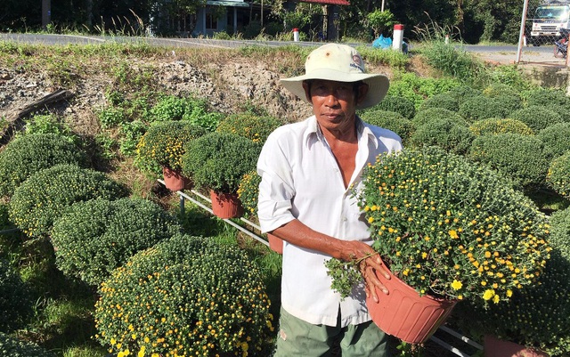 Độc và lạ những cây quất hình chú heo vàng - 5