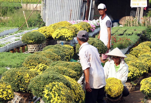 Thương lái săn mua tận vườn, cúc mâm xôi đạt mức giá cao chưa từng có - 1 Thương lái săn mua tận vườn, cúc mâm xôi đạt mức giá cao chưa từng có - 1