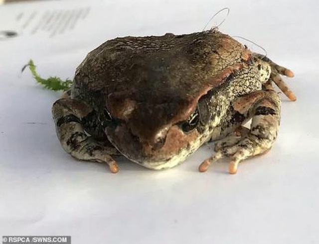 Một chú ếch vô tình “du lịch” miễn phí cả chặng đường dài 12.800km - 1