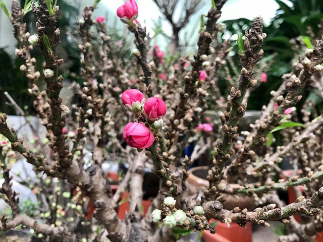 Thực hư đ&agrave;o mini Trung Quốc ngập chợ Việt h&eacute;t gi&aacute; tiền triệu         - 2