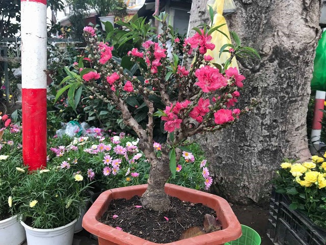 Thực hư đ&agrave;o mini Trung Quốc ngập chợ Việt h&eacute;t gi&aacute; tiền triệu         - 3