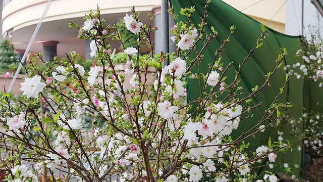 Nhất chi mai khoe sắc tinh khiết, chào giá 30 triệu đồng - 11 Nhất chi mai khoe sắc tinh khiết, chào giá 30 triệu đồng - 11