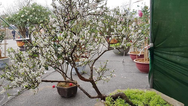 Nhất chi mai khoe sắc tinh khiết, chào giá 30 triệu đồng - 1 Nhất chi mai khoe sắc tinh khiết, chào giá 30 triệu đồng - 1