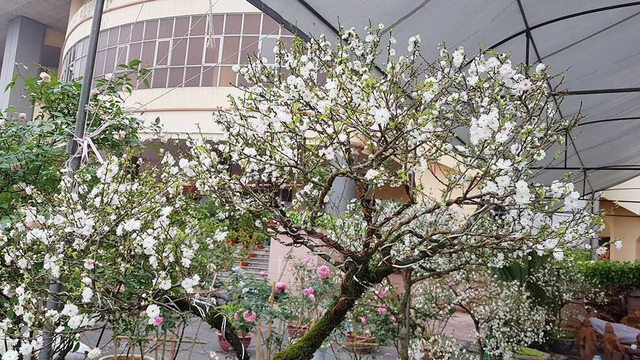 Nhất chi mai khoe sắc tinh khiết, chào giá 30 triệu đồng - 7 Nhất chi mai khoe sắc tinh khiết, chào giá 30 triệu đồng - 7