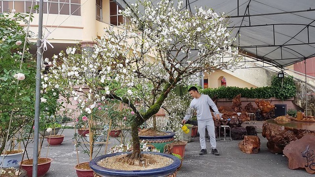 Nhất chi mai khoe sắc tinh khiết, chào giá 30 triệu đồng - 2 Nhất chi mai khoe sắc tinh khiết, chào giá 30 triệu đồng - 2