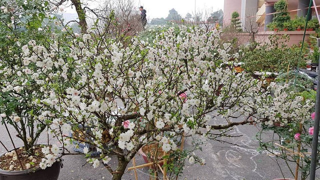 Nhất chi mai khoe sắc tinh khiết, chào giá 30 triệu đồng - 8 Nhất chi mai khoe sắc tinh khiết, chào giá 30 triệu đồng - 8