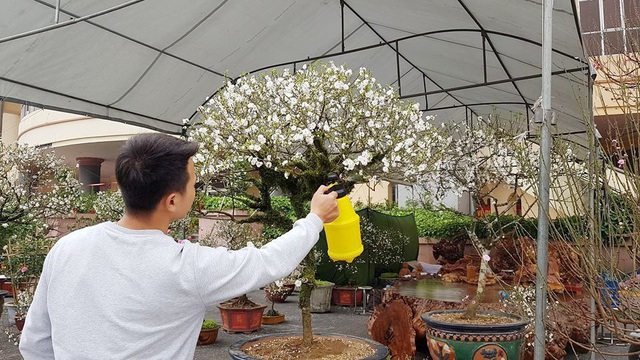 Nhất chi mai khoe sắc tinh khiết, chào giá 30 triệu đồng - 10 Nhất chi mai khoe sắc tinh khiết, chào giá 30 triệu đồng - 10