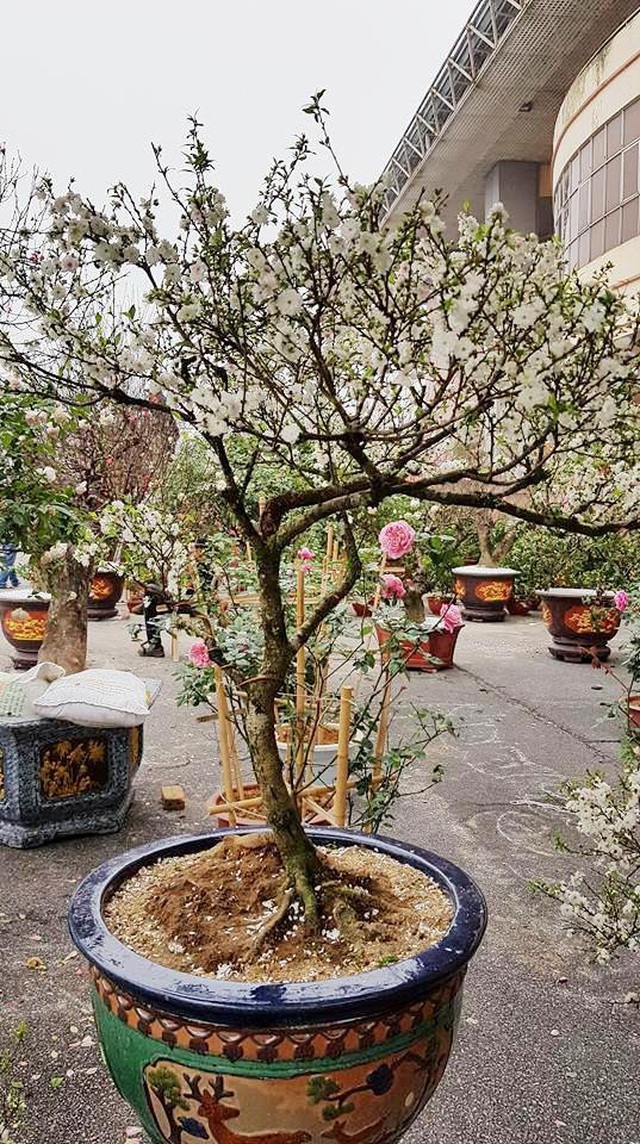 Nhất chi mai khoe sắc tinh khiết, chào giá 30 triệu đồng - 9 Nhất chi mai khoe sắc tinh khiết, chào giá 30 triệu đồng - 9