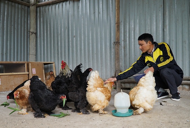 Gà kỳ lân khổng lồ được nhà giàu tìm mua chơi Tết - 7 Gà kỳ lân khổng lồ được nhà giàu tìm mua chơi Tết - 7
