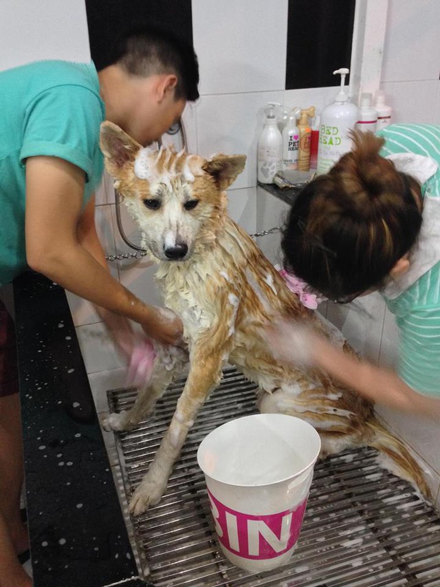 Kh&oacute;c r&ograve;ng v&igrave; bỏ tiền triệu cũng kh&ocirc;ng c&oacute; chỗ gửi th&uacute; cưng dịp Tết - 4