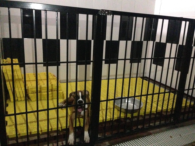 Kh&oacute;c r&ograve;ng v&igrave; bỏ tiền triệu cũng kh&ocirc;ng c&oacute; chỗ gửi th&uacute; cưng dịp Tết - 6