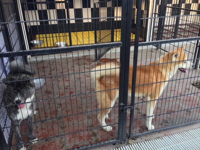 Kh&oacute;c r&ograve;ng v&igrave; bỏ tiền triệu cũng kh&ocirc;ng c&oacute; chỗ gửi th&uacute; cưng dịp Tết - 2