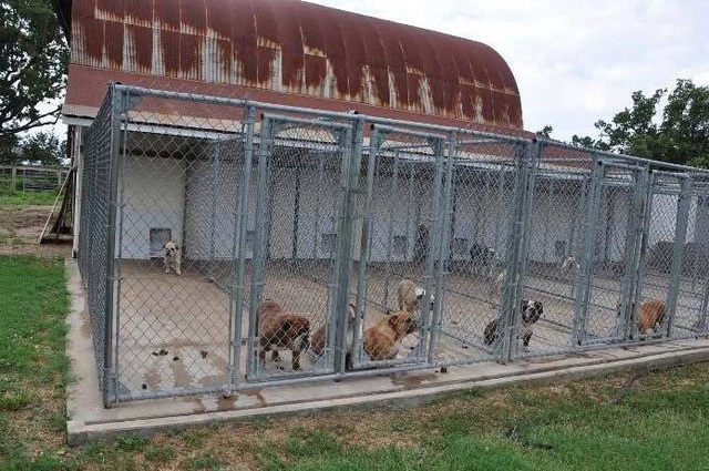 Kh&oacute;c r&ograve;ng v&igrave; bỏ tiền triệu cũng kh&ocirc;ng c&oacute; chỗ gửi th&uacute; cưng dịp Tết - 1