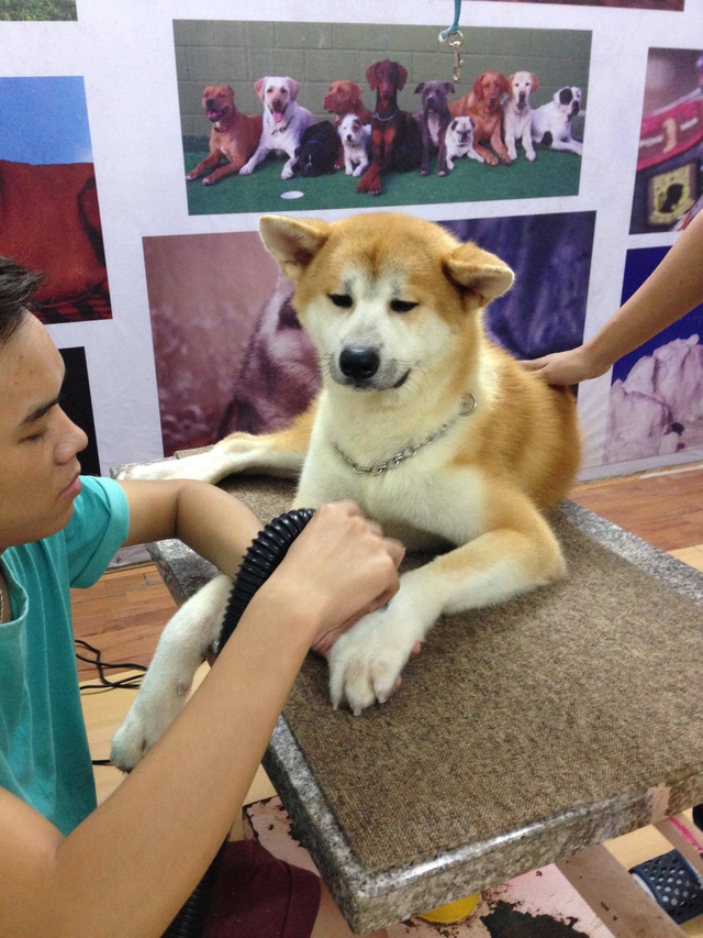 Kh&oacute;c r&ograve;ng v&igrave; bỏ tiền triệu cũng kh&ocirc;ng c&oacute; chỗ gửi th&uacute; cưng dịp Tết - 3