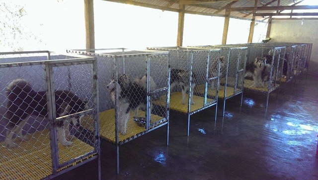 Kh&oacute;c r&ograve;ng v&igrave; bỏ tiền triệu cũng kh&ocirc;ng c&oacute; chỗ gửi th&uacute; cưng dịp Tết - 5