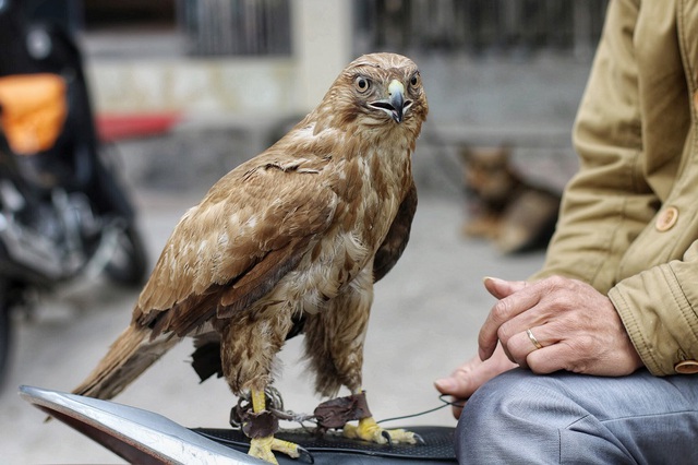 Kh&aacute;m ph&aacute; chợ chim độc đ&aacute;o, lớn nhất H&agrave; Nội ng&agrave;y cuối năm - 3