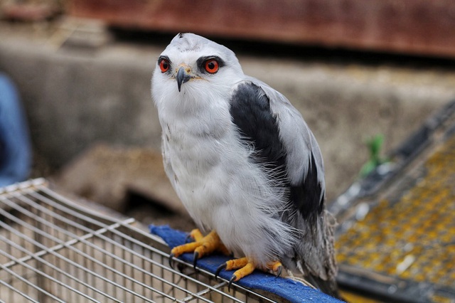 Kh&aacute;m ph&aacute; chợ chim độc đ&aacute;o, lớn nhất H&agrave; Nội ng&agrave;y cuối năm - 4