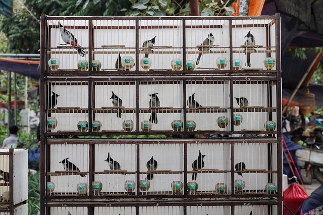 Kh&aacute;m ph&aacute; chợ chim độc đ&aacute;o, lớn nhất H&agrave; Nội ng&agrave;y cuối năm - 6