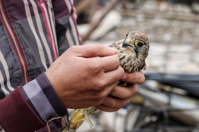 Kh&aacute;m ph&aacute; chợ chim độc đ&aacute;o, lớn nhất H&agrave; Nội ng&agrave;y cuối năm - 9