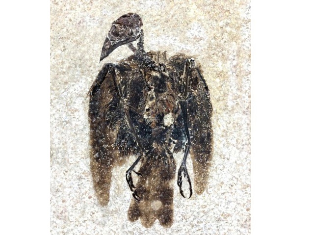 Phát hiện hóa thạch chim 52 triệu năm vẫn còn dính cả lông - 1