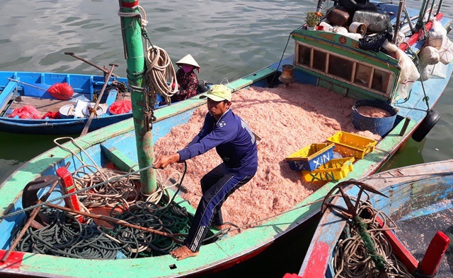 Ngư dân Bình Định trúng lớn “lộc biển”, kiếm tiền triệu chỉ vài giờ - 4 Ngư dân Bình Định trúng lớn “lộc biển”, kiếm tiền triệu chỉ vài giờ - 4