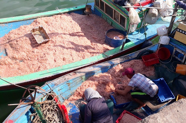 Ngư dân Bình Định trúng lớn “lộc biển”, kiếm tiền triệu chỉ vài giờ - 1 Ngư dân Bình Định trúng lớn “lộc biển”, kiếm tiền triệu chỉ vài giờ - 1
