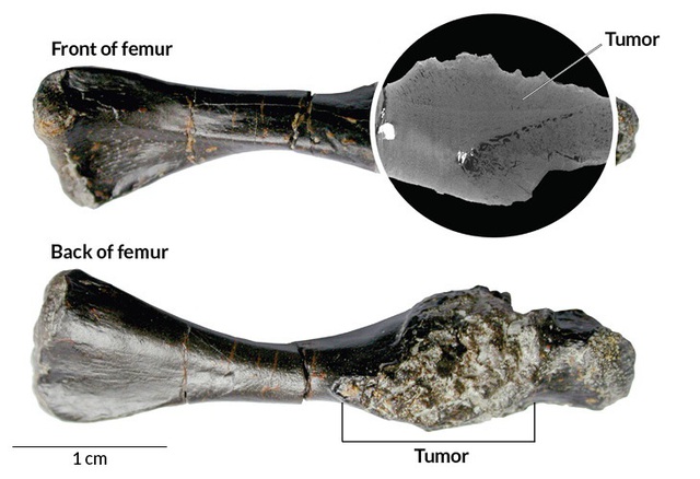 Phát hiện trường hợp ung thư xương hiếm gặp ở tổ tiên loài rùa các đây 240 triệu năm - 2