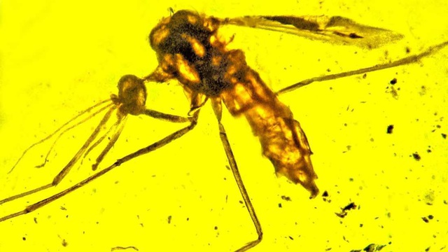 Muỗi cổ đại có thể đã mang mầm bệnh sốt rét từ thời khủng long - 1