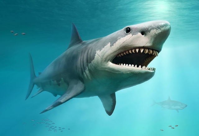 Cá mập trắng lớn đã quét sạch siêu cá mập Megalodon khổng lồ? - 1