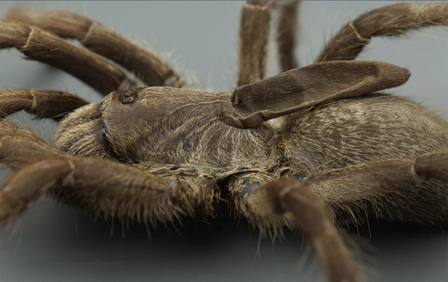 Kì lạ loài nhện độc có sừng mọc trên lưng - 1