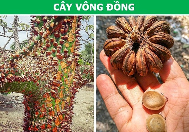 thuc_vat_3.jpg thuc_vat_3.jpg