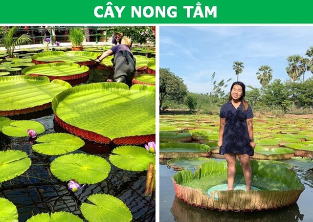 thuc_vat_4.jpg thuc_vat_4.jpg