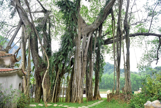 Kỳ lạ cây đa di chuyển ở Ninh Bình - 4
