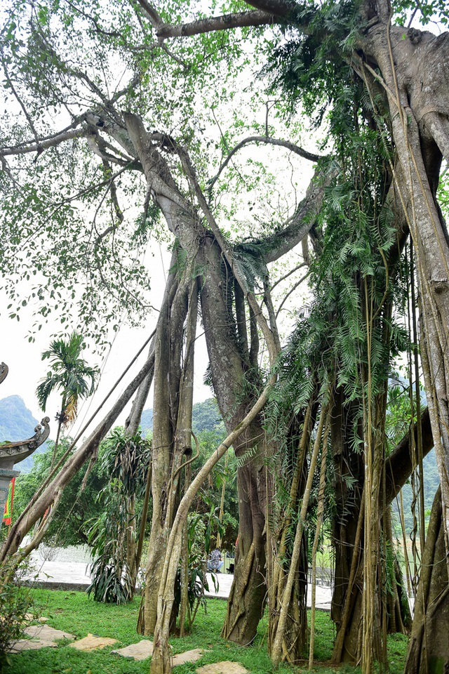 Kỳ lạ cây đa di chuyển ở Ninh Bình - 6