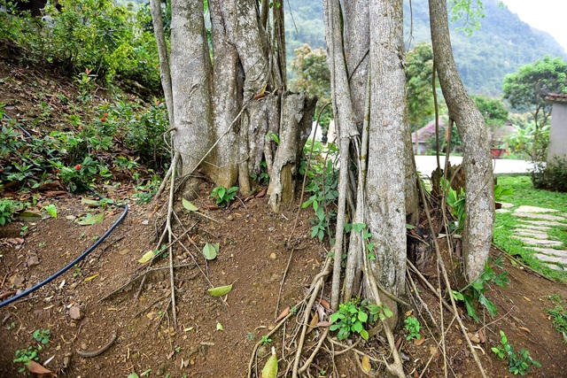 Kỳ lạ cây đa di chuyển ở Ninh Bình - 5