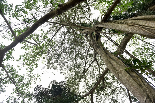 Kỳ lạ cây đa di chuyển ở Ninh Bình - 12