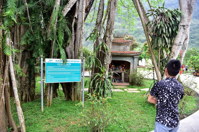Kỳ lạ cây đa di chuyển ở Ninh Bình - 2