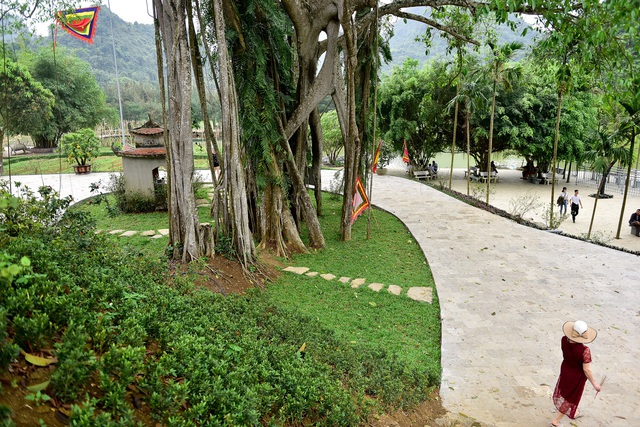 Kỳ lạ cây đa di chuyển ở Ninh Bình - 11